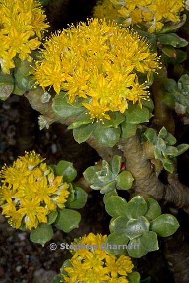 sedum torulosum 1 graphic